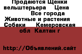 Продаются Щенки вельштерьера  › Цена ­ 27 000 - Все города Животные и растения » Собаки   . Кемеровская обл.,Калтан г.